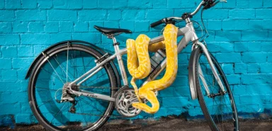 snakes-on-a-bike